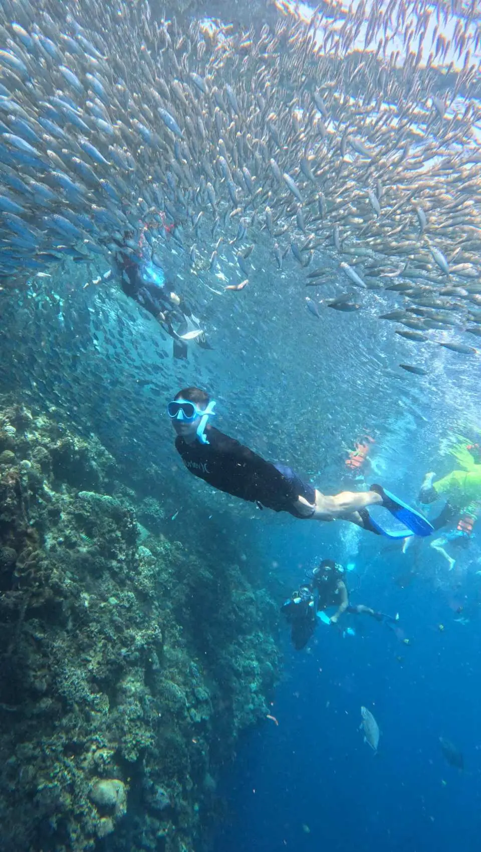 Experience Sardine Snorkeling with one of the leading free-diving school in the world!