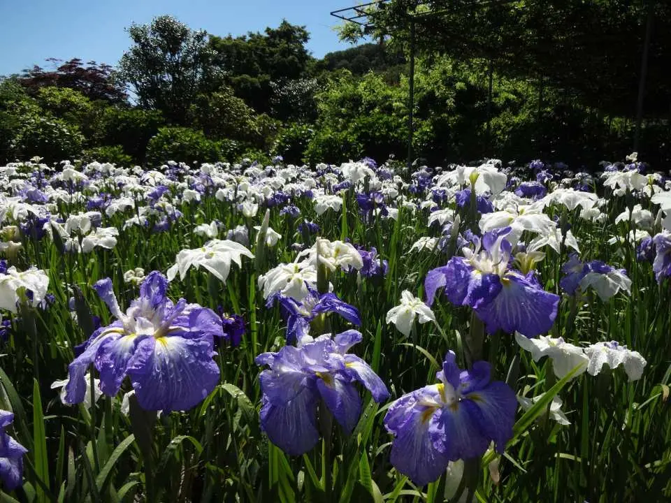 「ブルー&ホワイトガーデン」6月上旬〜6月下旬にかけては、200,000本の花菖蒲と1,500株のあじさいが彩ります。青と白を基調とした幻想的な景観の中、色とりどりの花菖蒲と紫陽花の美しい共演をお楽しみいただけます。