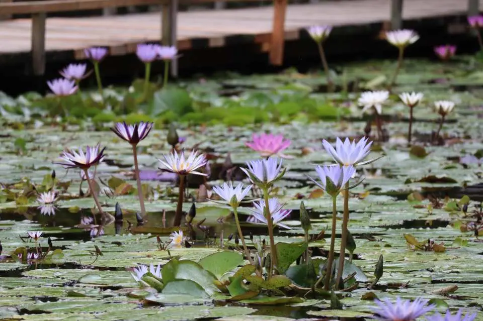 「水辺に浮かぶ花の妖精たち」7月上旬～9月下旬にかけて、 約1,500株の熱帯性スイレンを主役とした夏のイベントです。白、黄、ピンク、赤、紫、青といった 色鮮やかな大輪の花が、開放感あふれる池の水面を美しく彩ります。 国内でも屋外でこれほどの規模を 鑑賞できる施設は珍しく、圧倒的な美しさを誇ります。