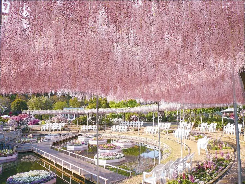 "Wisteria Story" Chapter 1: Pale Red Wisteria Best Viewing Period: Mid to late April