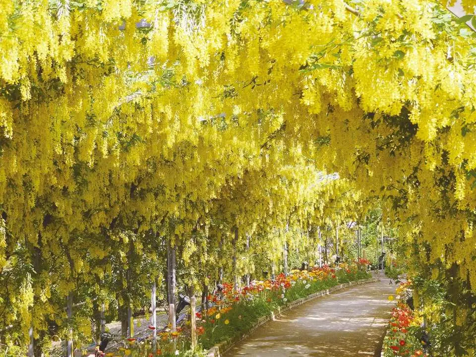 "Wisteria Story" Chapter 4: Yellow Wisteria Best Viewing Period: Early to mid-May
