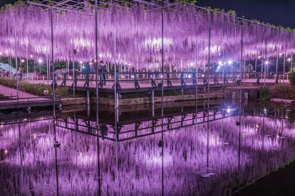 "Wisteria Story" Great Long Wisteria Trellis Reflected on the Water Surface