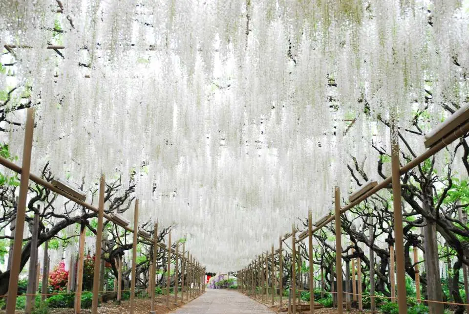 "Wisteria Story" Chapter 3: White Wisteria Best Viewing Period: Early May