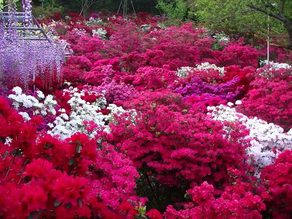 Collaboration of Garden White Wisteria and Kurume Azaleas