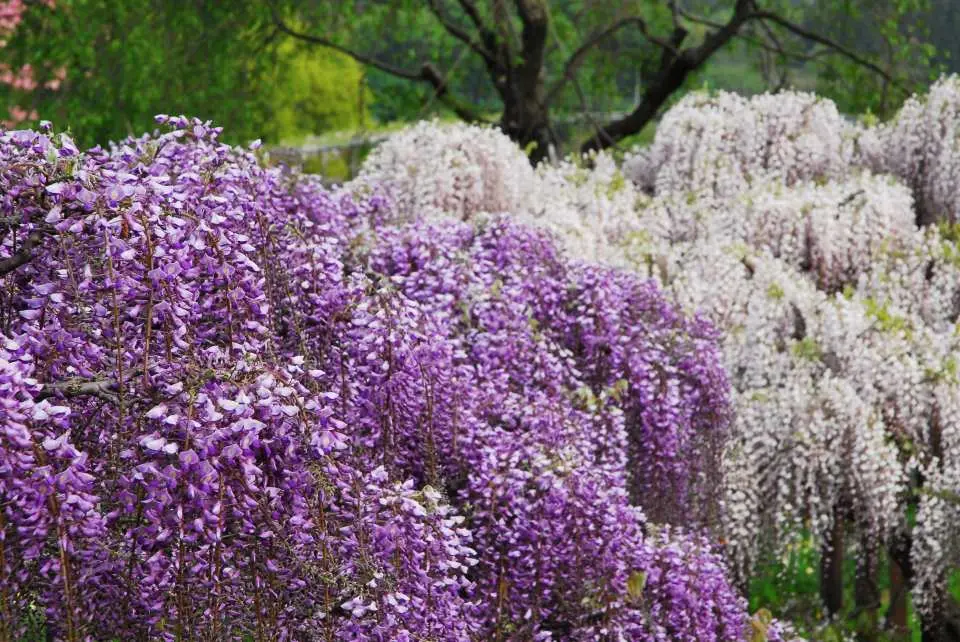 "Wisteria Story" Chapter 2: Great Wisteria and Purple Wisteria Best Viewing Period: Late April to early May