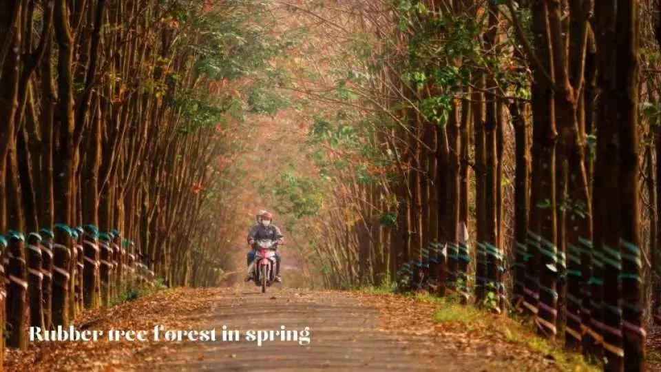 Visit a rubber tree forest and learn about how the locals get latex