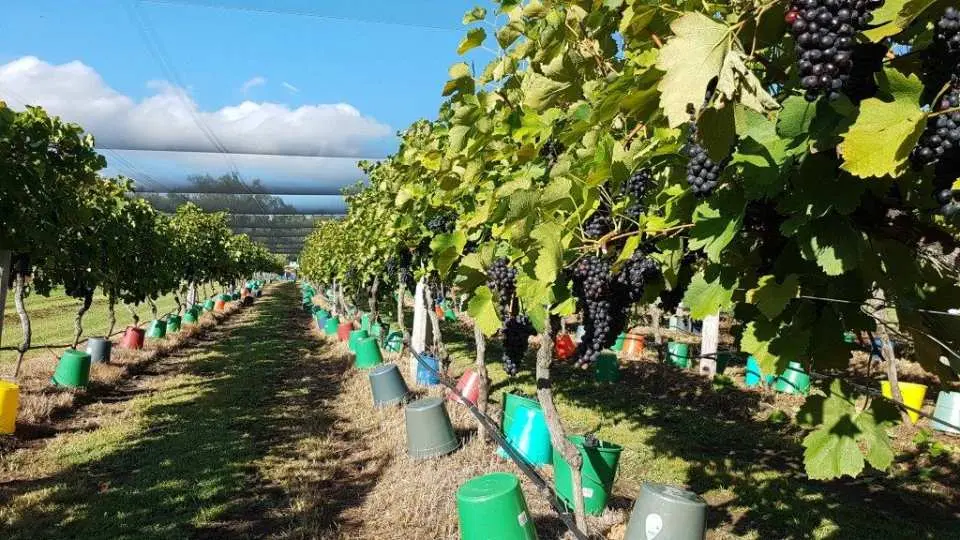 Visit a beautiful 60 acre Estate Vineyard with over 2200 vines