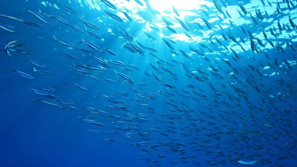 Venture to Moalboal and head to Pescador Island for turtle-chasing and a fun sardine run