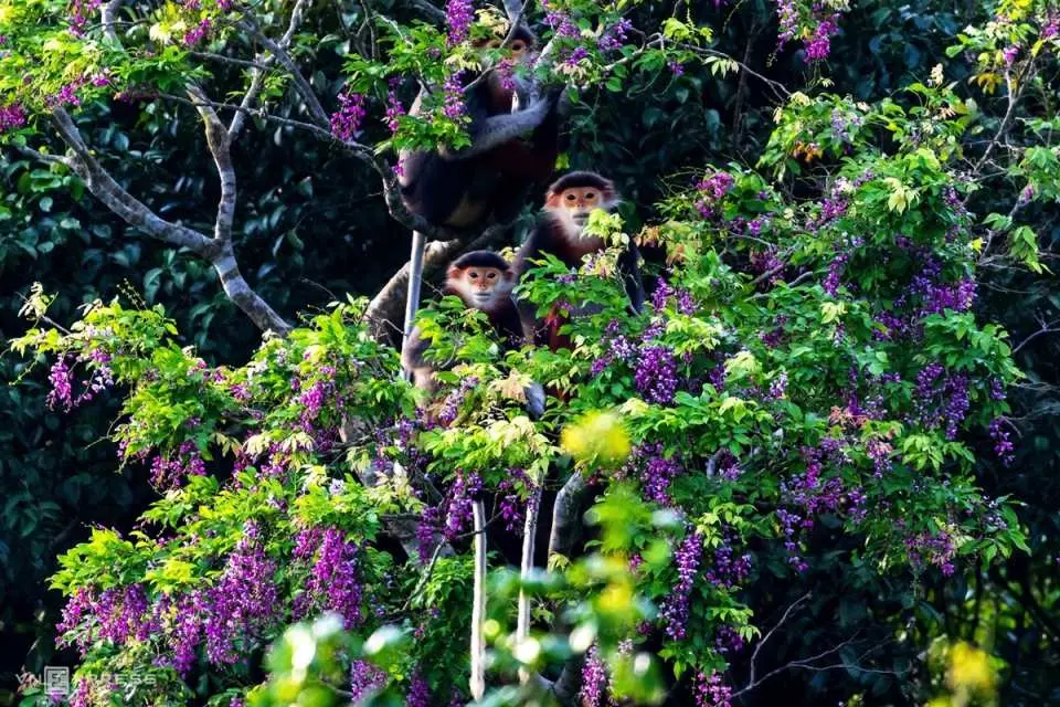 Full Day Son Tra (Monkey Mountain) Green Tour | Vietnam