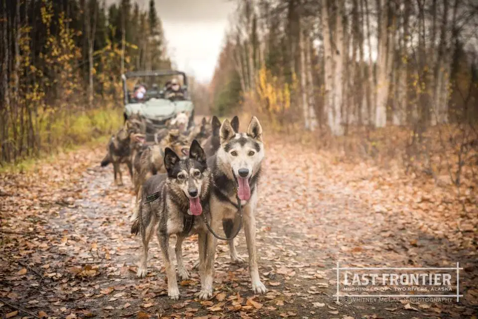 Two friendly Alaskan huskies in the foreground on a leaf-covered trail during an autumn dog carting experience in Fairbanks, Alaska, with the dog team and vehicle behind them.