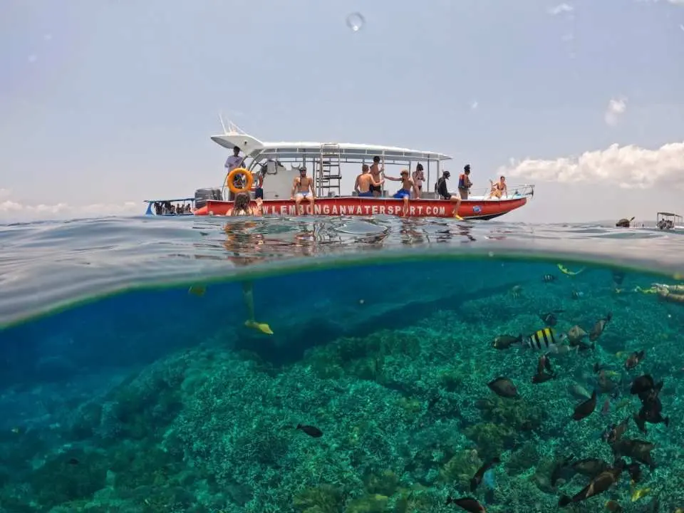 透過浮潛之旅探索藍夢島和珀尼達島的海洋生物