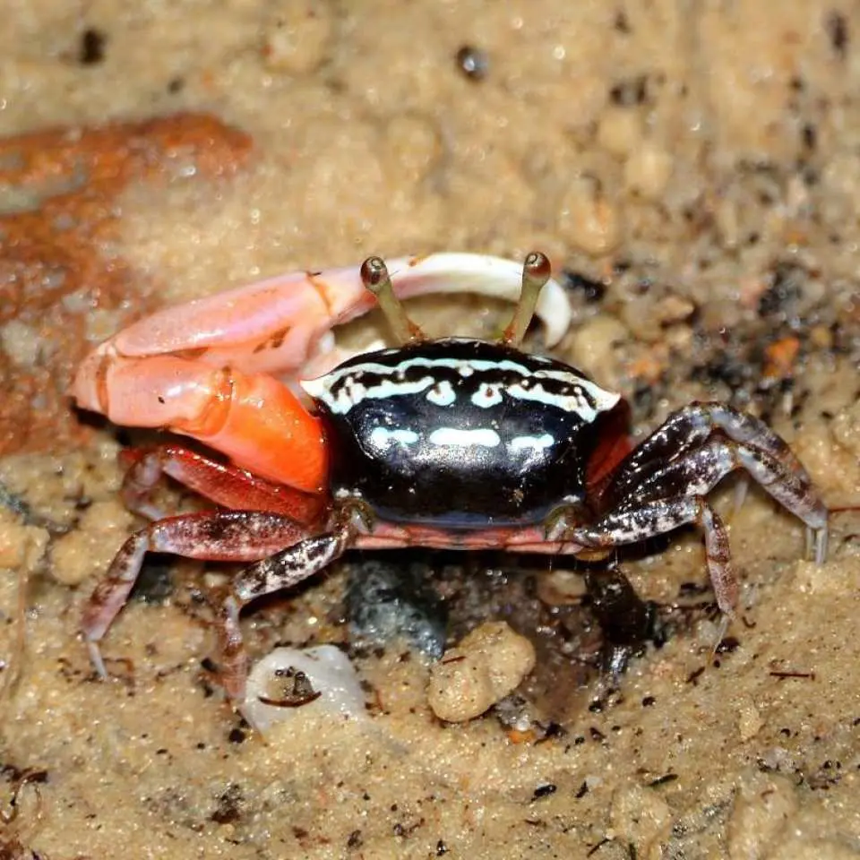 Go on this Chek Jawa Boardwalk Private Nature Tour
to see the ecosystem of Chek Jaw that hosts sea cucumber, birds, corals, starfish, Attap chee plant and horseshoe crabs, and more!