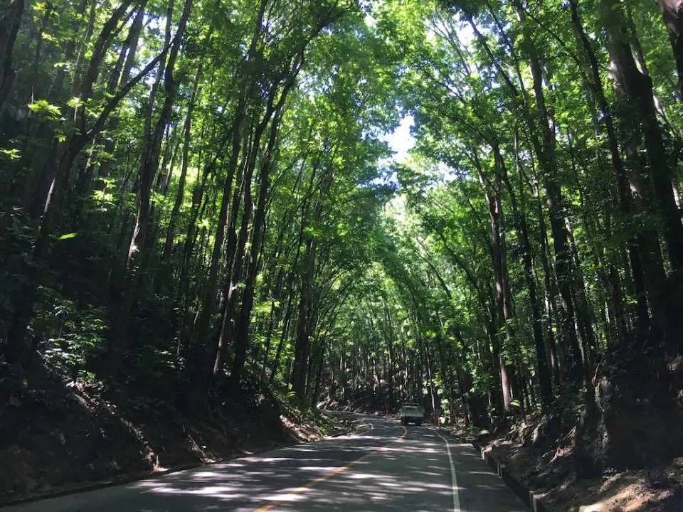 A quick stop at the Bilar Man-Made Forest is one of the most unique attractions on Bohol Island. Stretching for about two kilometers along the highway between Loboc and Bilar towns, the forest is made up of thousands of mahogany trees planted decades ago as part of a reforestation program.