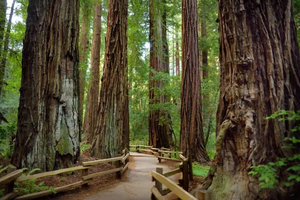 A wooden trail winding through a dense forest of towering redwood trees in Armstrong Redwoods Natural Reserve, offering an immersive nature exploration experience from San Francisco.