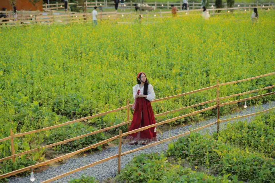 Visit Hamlet 13 - Swiss countryside in the heart of Da Lat (Golden mustard flower garden stretches, green grass ...)