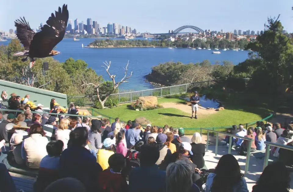 澳洲雪梨塔龍加動物園鳥類飛行秀，老鷹在觀眾上方展翅翱翔，背景為雪梨海港大橋與城市天際線，是門票行程一大亮點。