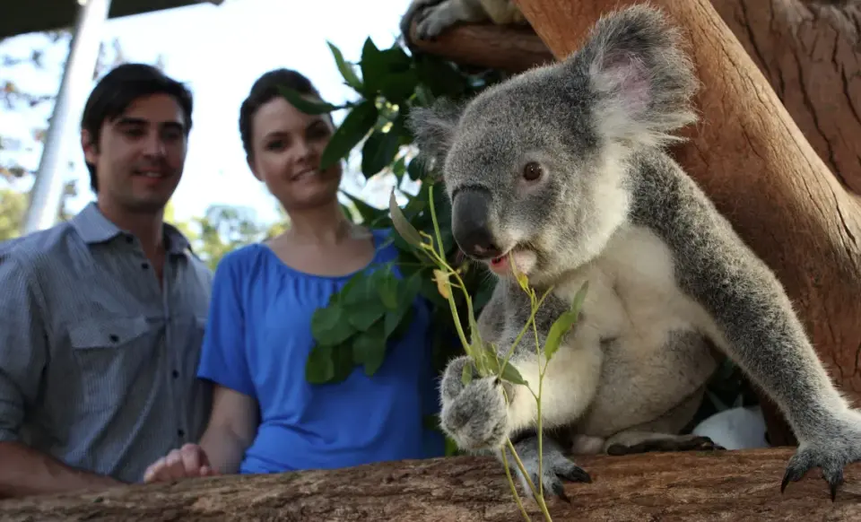 雪梨塔龍加動物園一隻可愛的無尾熊正在吃尤加利葉，後方一對情侶開心地觀賞，透過門票可近距離體驗動物互動。