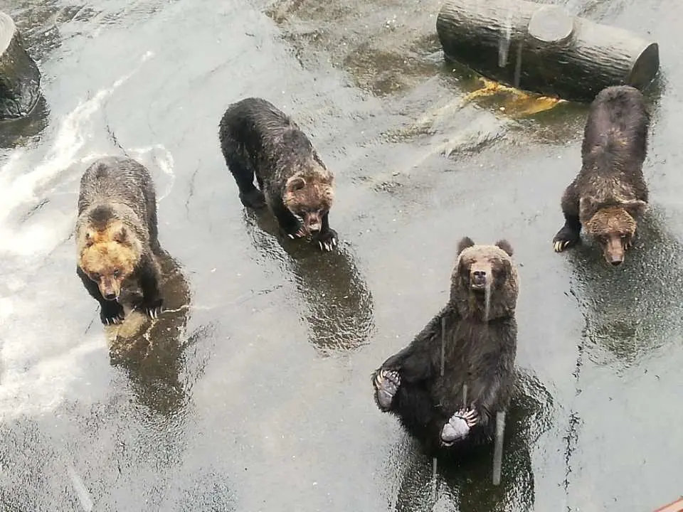 【阿蘇卡德利樂園】
這裡可以遇到來自世界各地的熊和各種動物的主題公園。 在九州,只有在這裡才能體驗到的擁抱幼熊,以及可以和世界各地的狗。貓、羊駝和水豚互動的「互動區」也很受歡迎。 您還可以觀看到宮澤教練和黑猩猩「布丁」的表演,以及在世界中活躍的動物訓練師們與動物們的精彩表演。