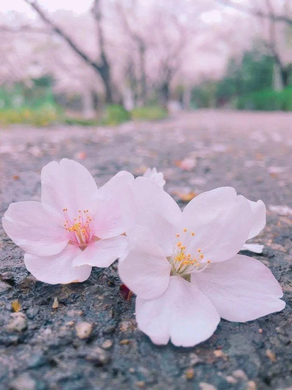 雞龍山著名櫻花大道