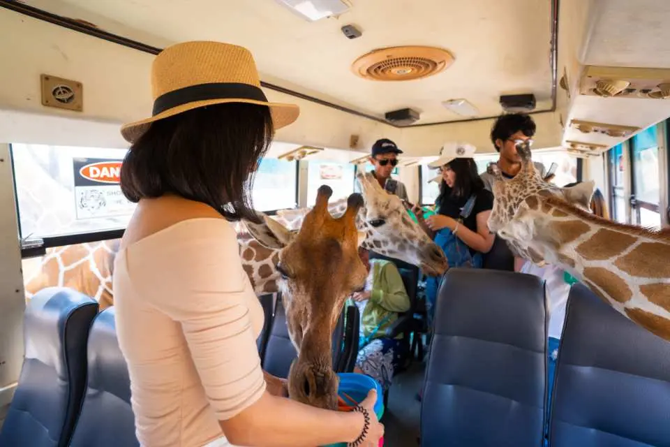 Visitors inside a tour vehicle at Kanchanaburi Safari Park, closely feeding friendly giraffes, experiencing unique wildlife interaction on this exciting day trip.
