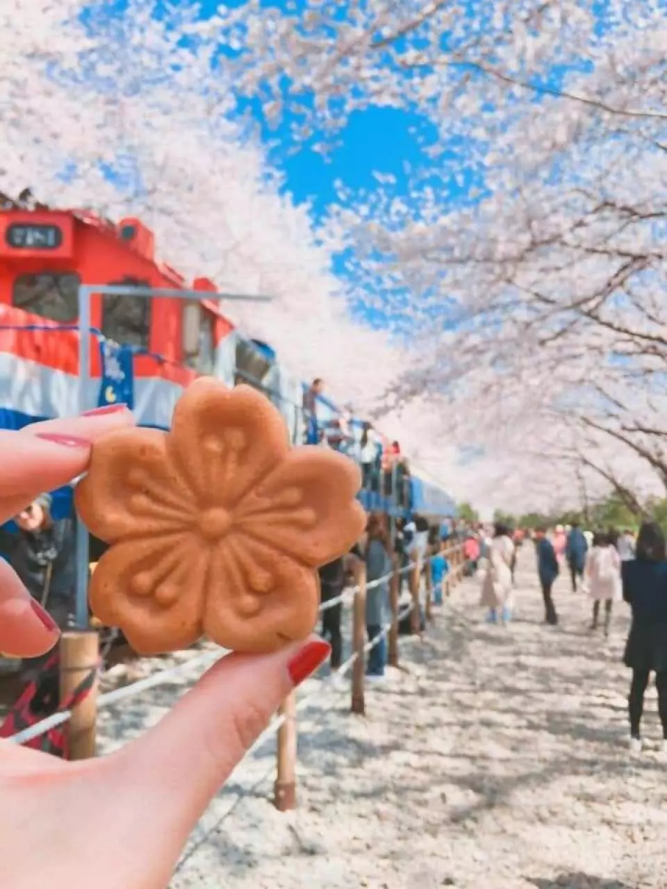 送鎮海季節限定櫻花餅(每人一個)