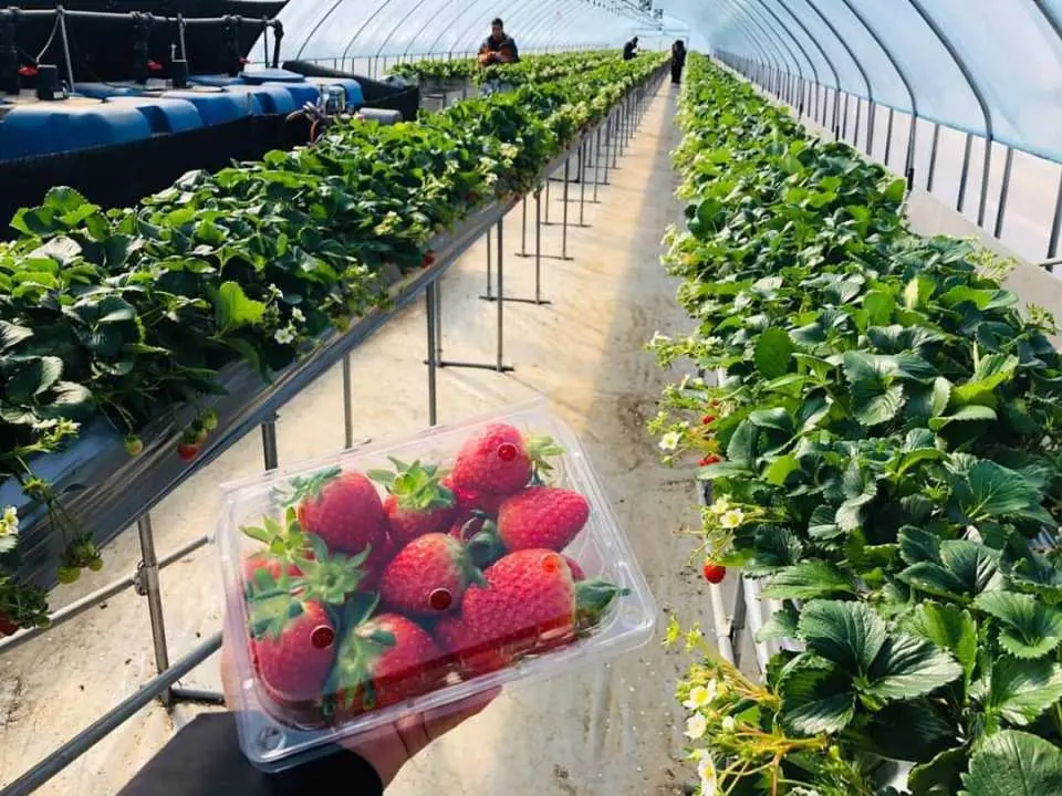 Pick the most delicious Premium grade strawberries in the strawberry garden