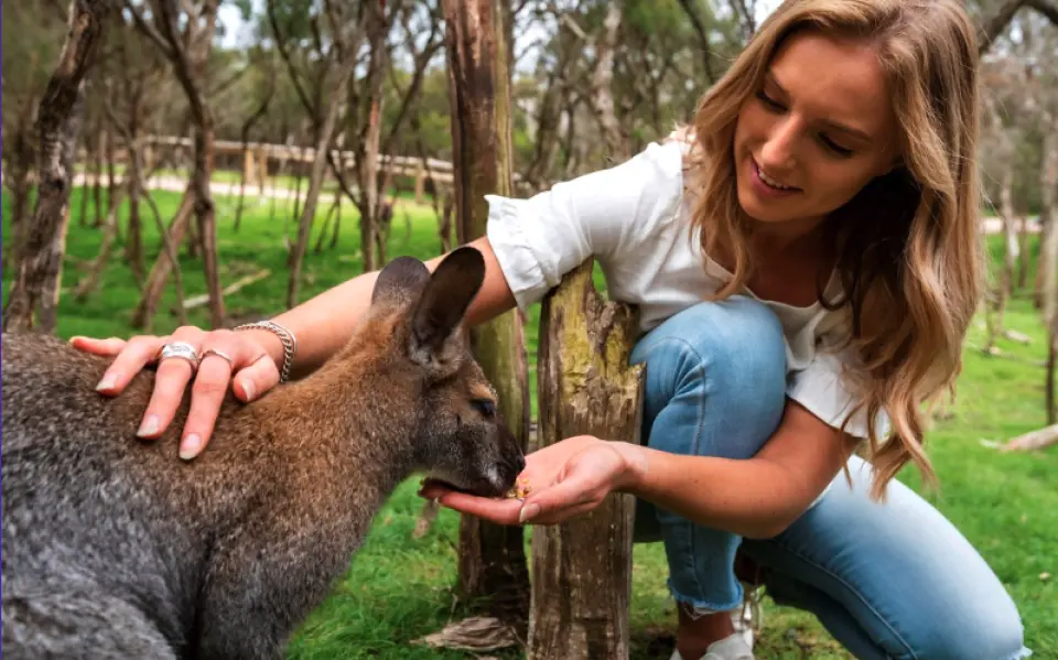 A smiling traveler gently hand-feeding a cute wallaby in the natural habitat of Australia's Moonlit Sanctuary, experiencing close interaction with unique wildlife in Melbourne.