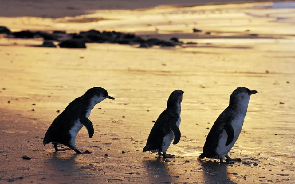 Three adorable little penguins waddling ashore from the sea onto a golden beach at sunset on Phillip Island, showcasing the famous Penguin Parade spectacle.