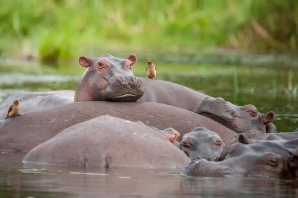 Stop at ziwa Rhino sanctuary for tracking the rhinos