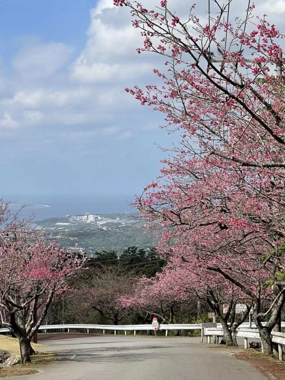 八重岳櫻花