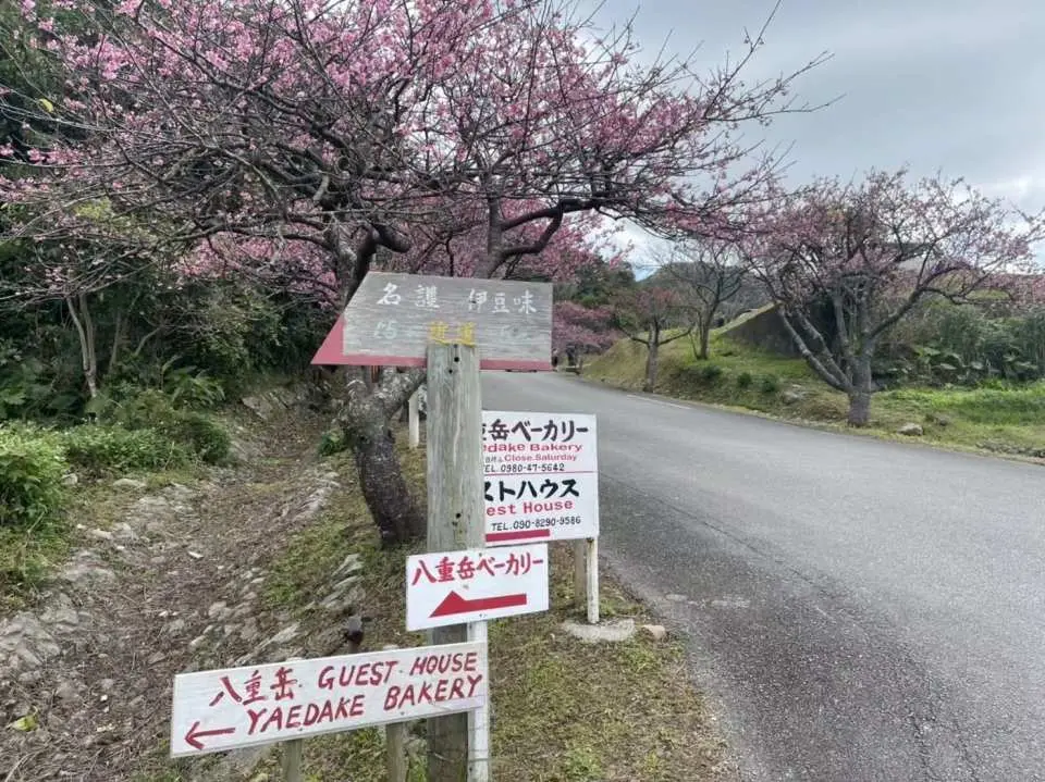 八重岳  賞櫻（約1.5小時）