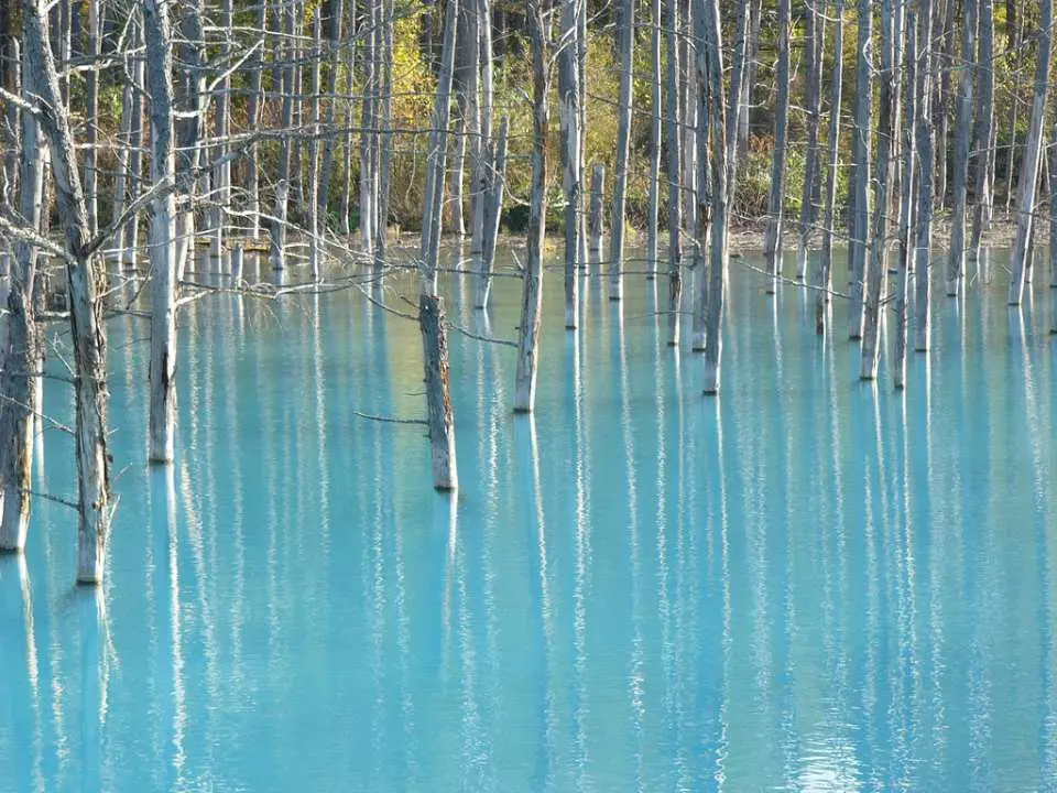 Hokkaido One-Day Tour: Asahiyama Zoo + Flower Fields of Farm Tomita, Furano + Biei Shirogane Blue Pond | Sapporo