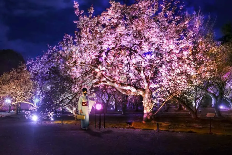 NAKED FLOWERS 2023 -Sakura- World Heritage Nijo Castle Admission Ticket｜Kyoto, Japan