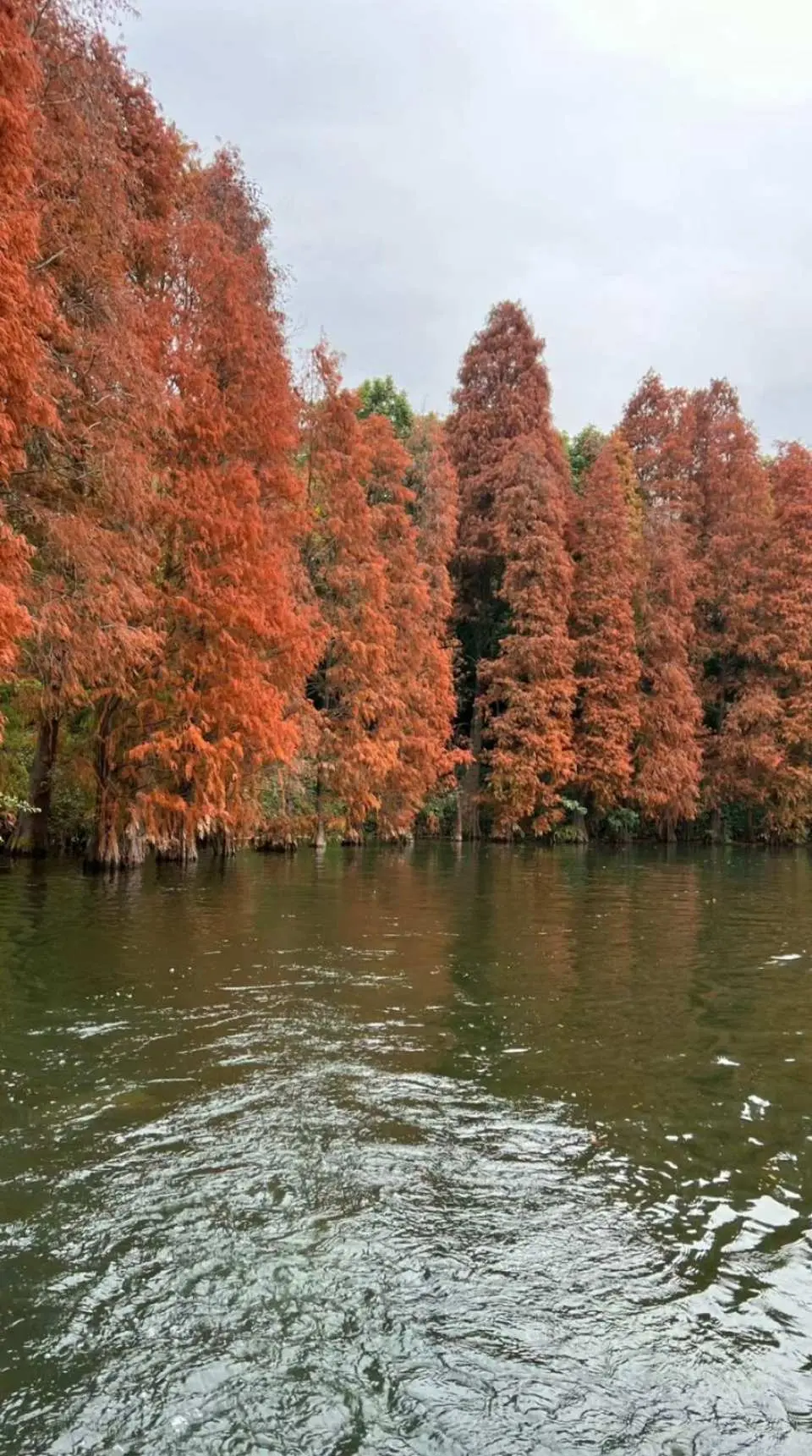 北門公園紅杉林