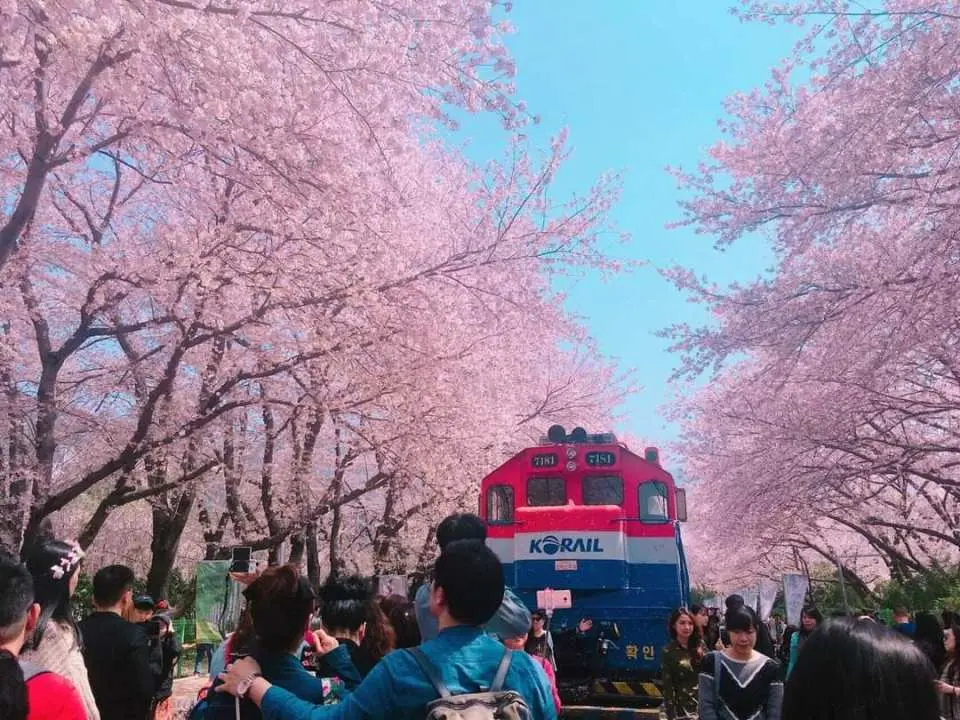 浪漫樱花雪乡海清河火车站