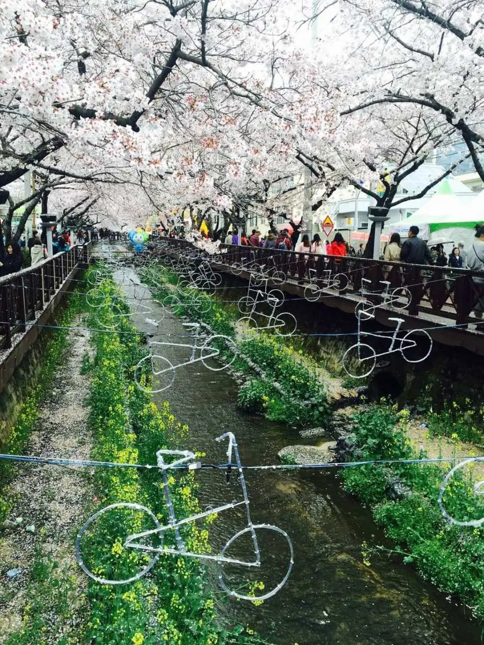 玉撒川樱花路和免费午餐