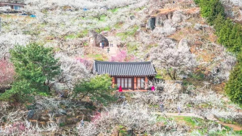 沉浸梅花海