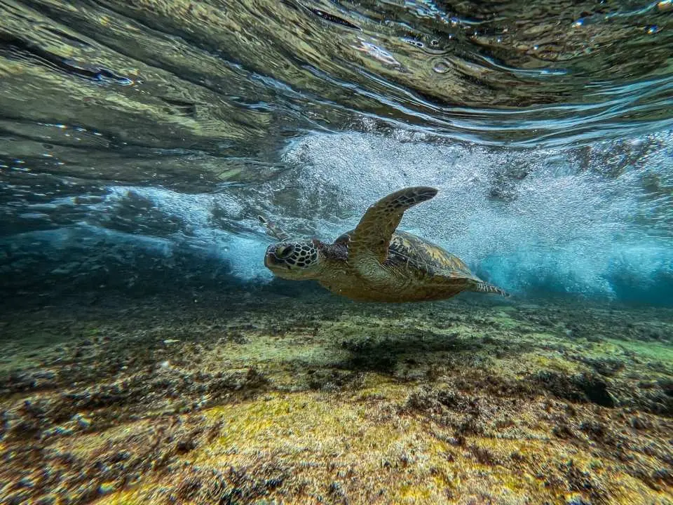 A charming sea turtle gracefully swims under the sun in Xiao Liuqiu's pristine waters, showcasing vibrant underwater ecology, captured by professional GoPro photography.