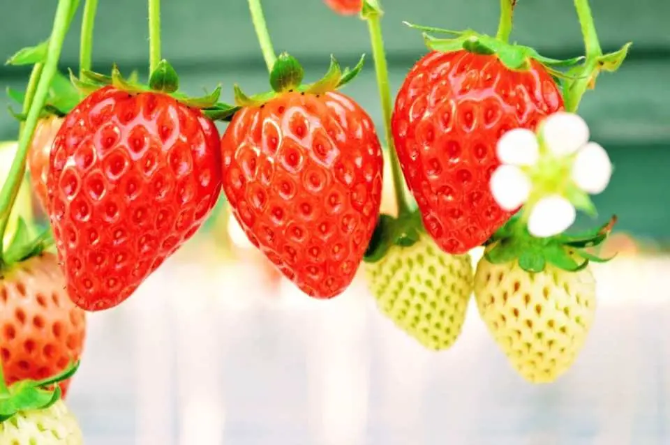 【Japan】Kyushu Fukuoka Berry Field Strawberry Orchard｜60 Minute Strawberry All-You-Can-Eat Experience
