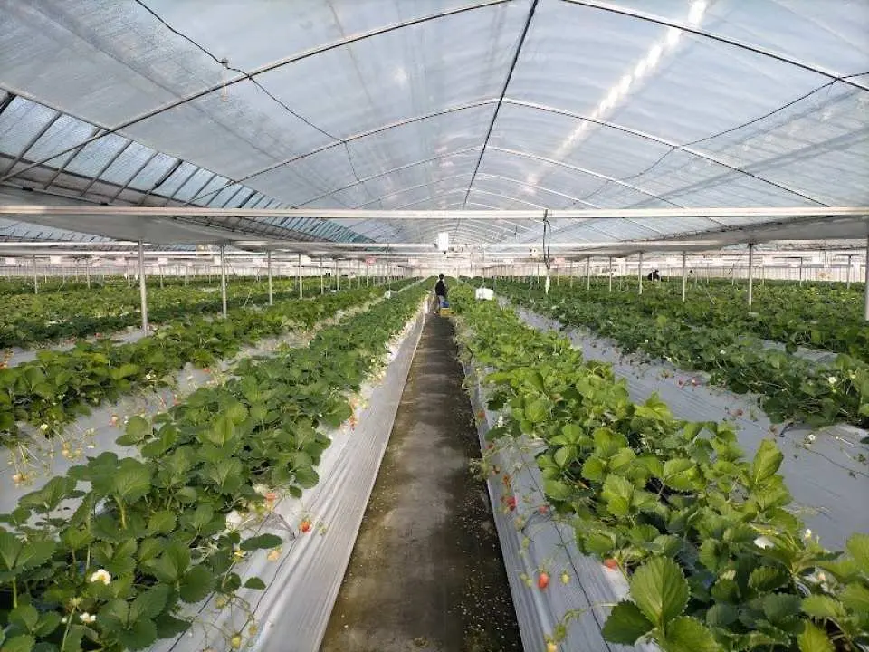 【Japan】Kyushu Fukuoka Berry Field Strawberry Orchard｜60 Minute Strawberry All-You-Can-Eat Experience