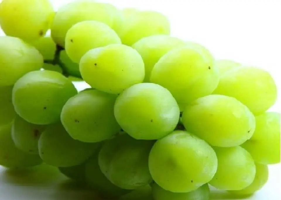A close-up of fresh, vibrant green, plump Japanese Muscat grapes, offered as a delightful souvenir for the day trip, promising a sweet and juicy taste experience.