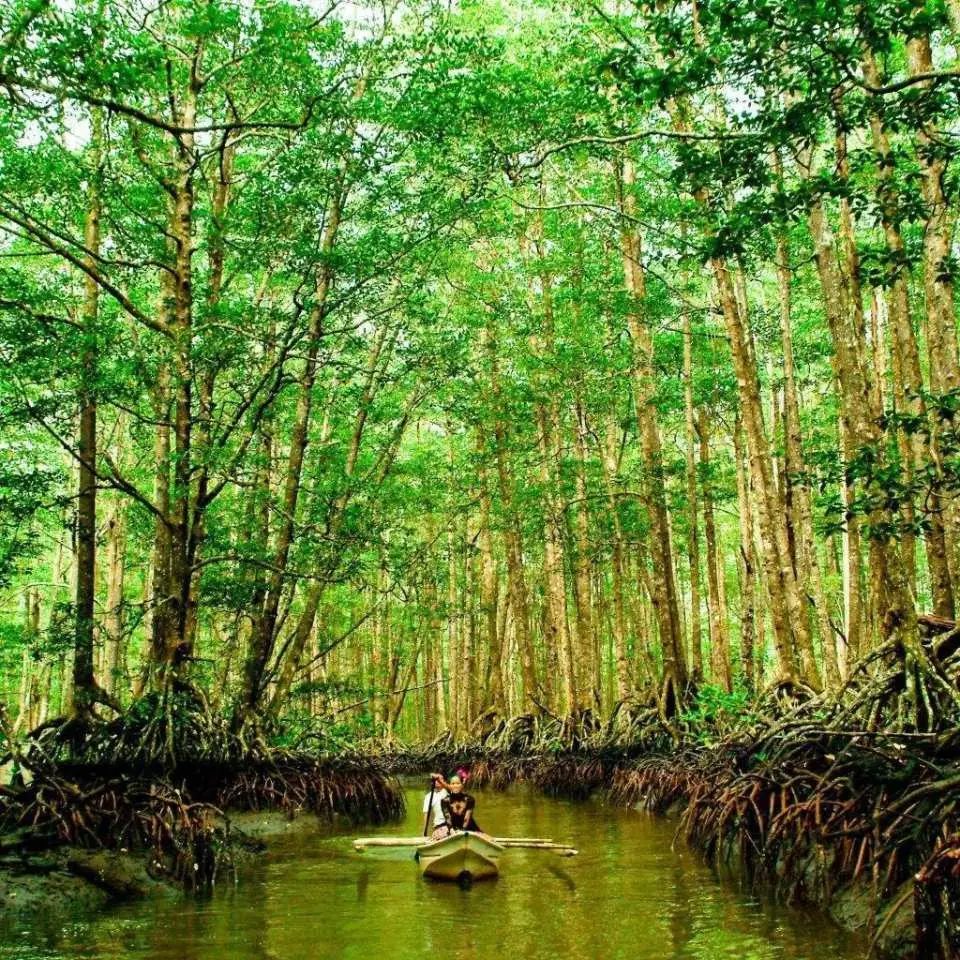 Immerse yourself in the natural beauty of the area on a Mangrove Paddle Boat Tour