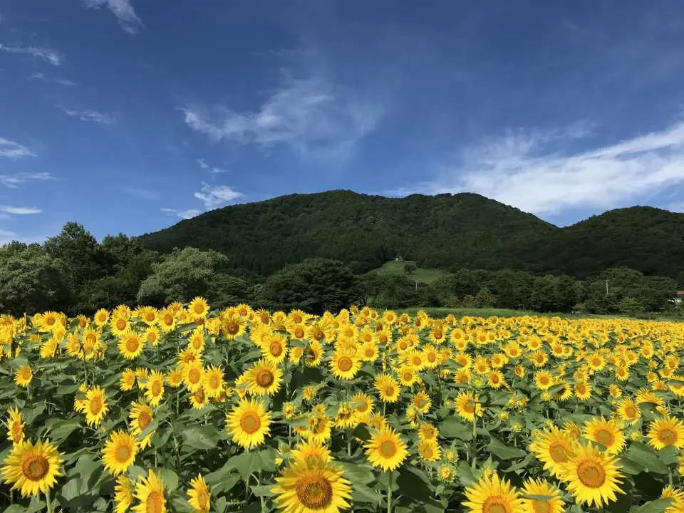 8月：ひまわりが丘一面に広がります。