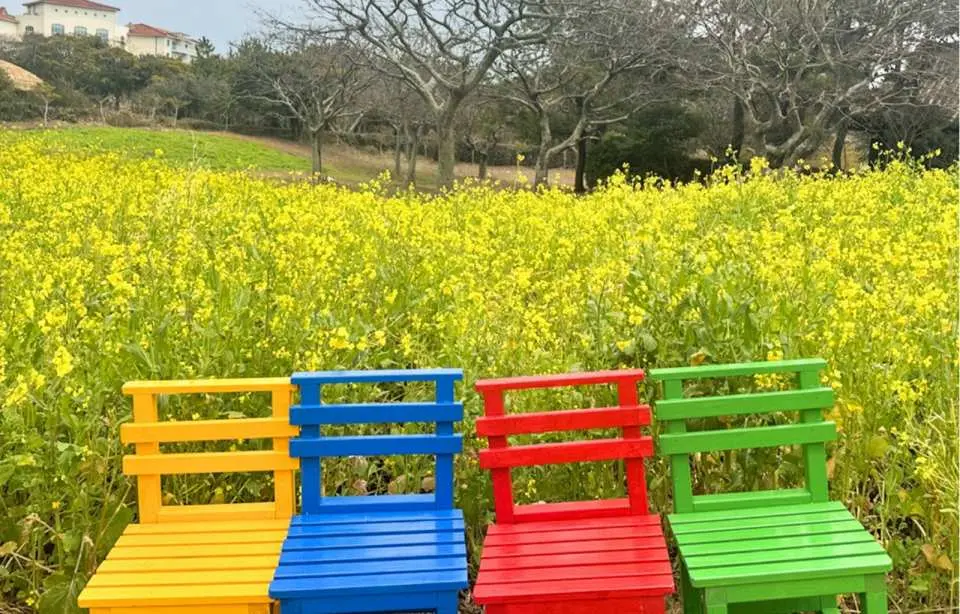 油菜花田（季節限定）