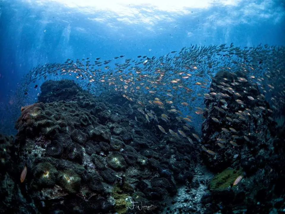 White Rock – 被稱為Chumphon Pinnacles 的微型版 (潛水深度約 8-10米)