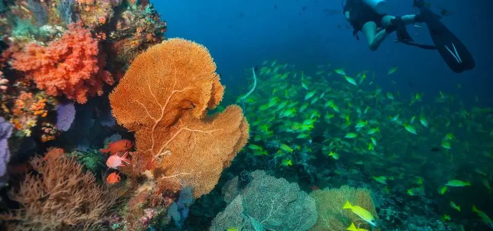 PADI Advanced Open Water Diver Course (2 Days) | Phuket