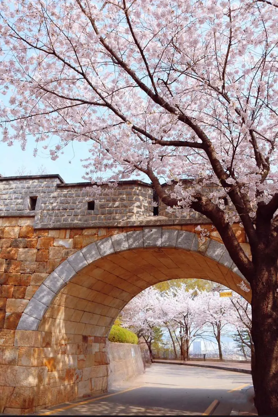 Ngắm Hoa Anh Đào Suwon Hwaseong