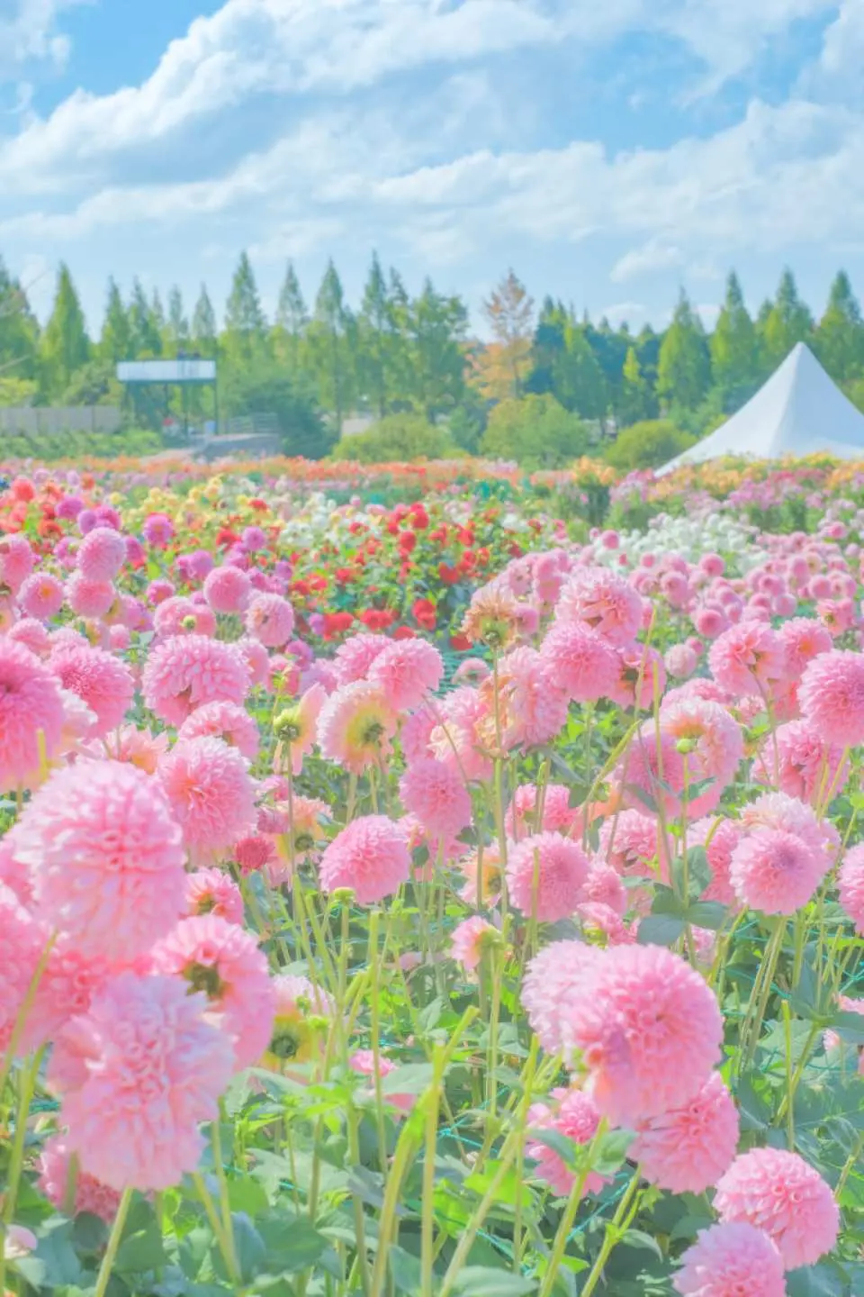 [Dahlia and Garden Mum Festival] Popular varieties and recommended varieties that you can't miss will be planted every year, including giant dahlias with a diameter of 30 cm and happy dahlias with heart-shaped petals.