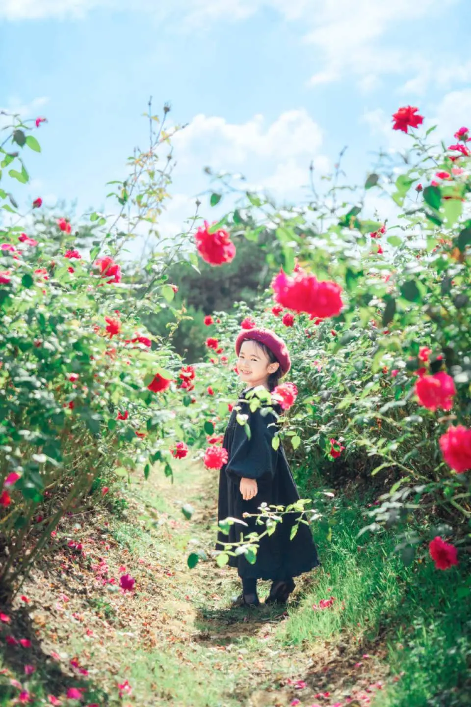 [Autumn Rose and Flower Garden] In the blooming rose area, you can see about 50 varieties of English roses.