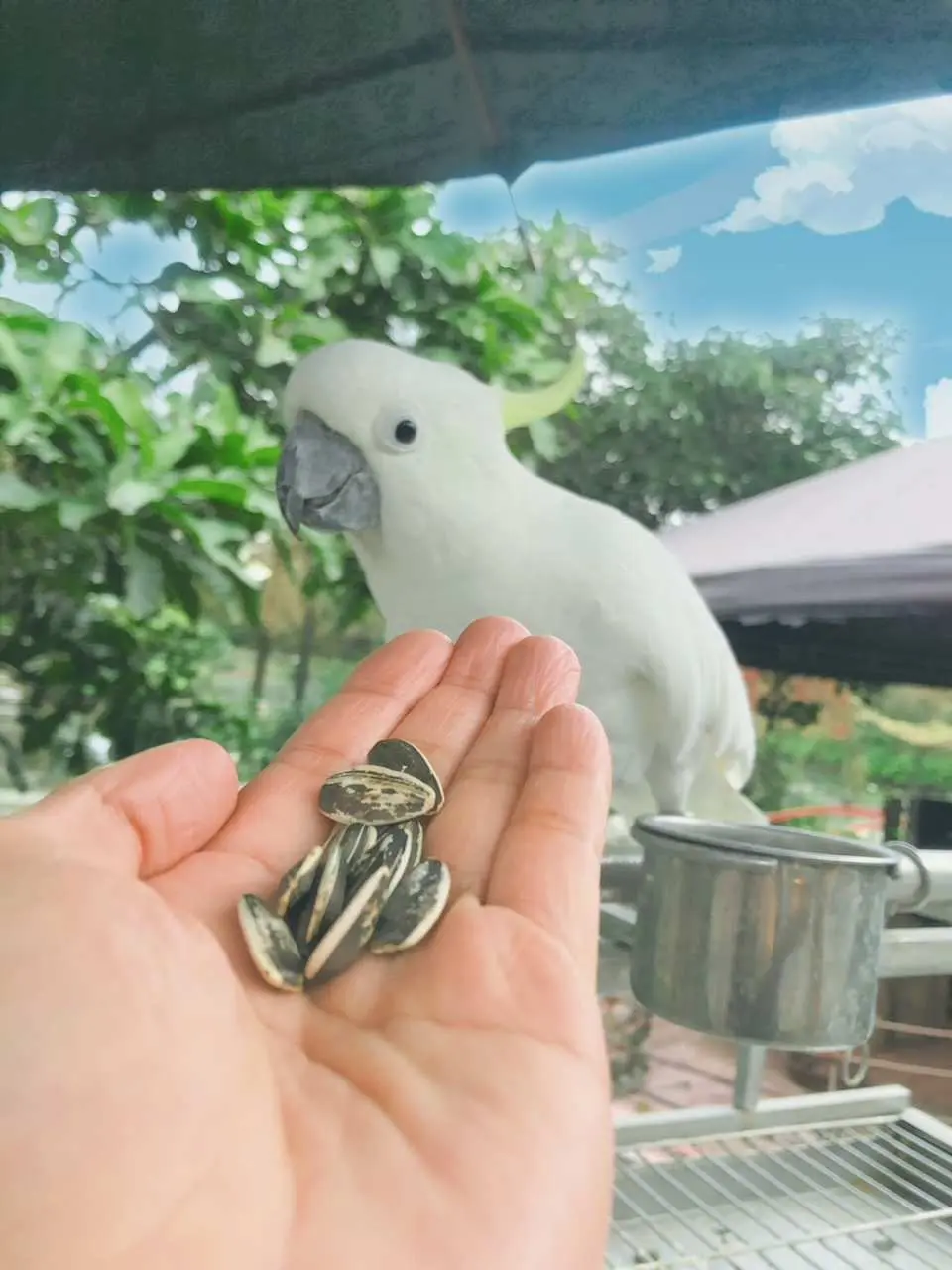 遊客在宜蘭宜農牧場手持葵花籽餵食白鸚鵡，體驗與動物親近的親子樂趣。